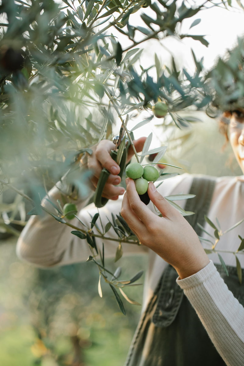 Farmer holding an organic olive branch with green olives and olive leaves in a farm