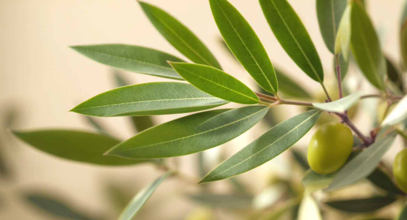 Close-up photo of olive leaves